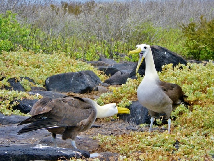 Брачный ритуал галапагосских альбатросов